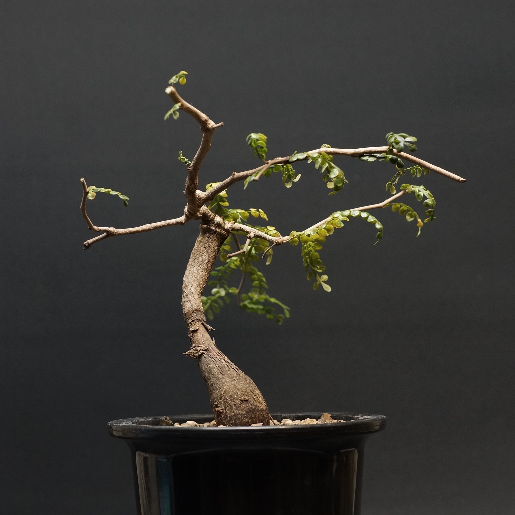 楽天市場】塊根植物 オペルクリカリア パキプス 4.5号ロング黒鉢