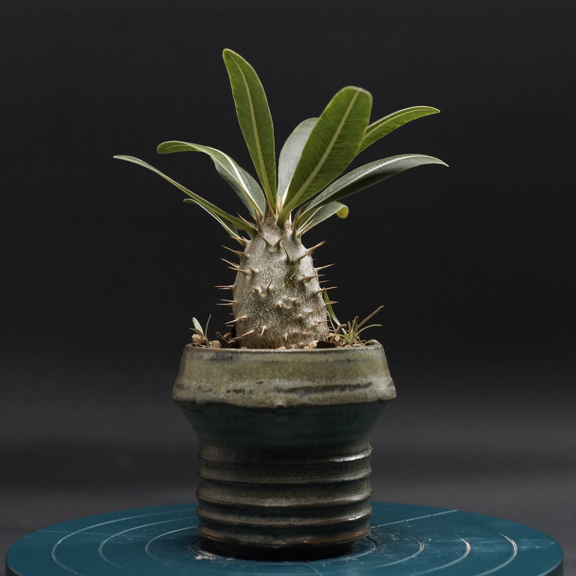 楽天市場】観葉植物/[棚卸セール]パキポディウム：グラキリス 綴化 3号