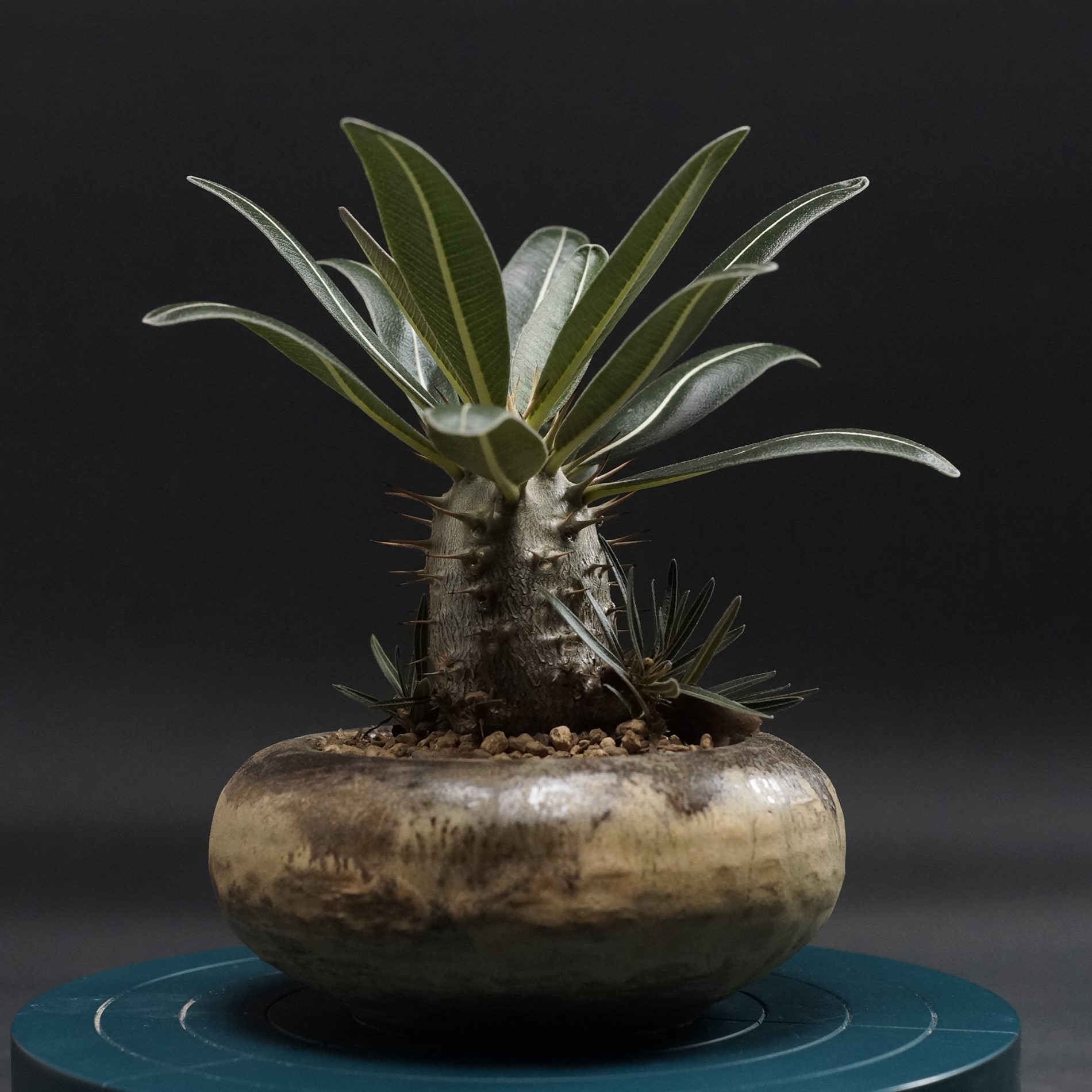 楽天市場】パキポディウム ・ フィヘレネンセ 「多肉植物