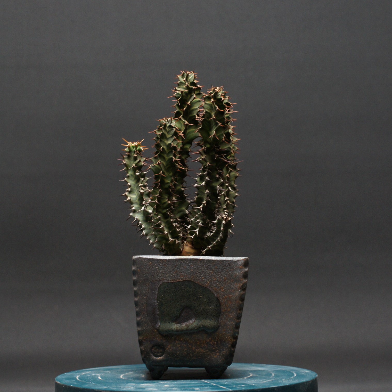 ユーフォルビア ノベリー【閃光閣】 "Euphorbia knobelii" 管理2416 観葉植物 室内 贈り物 プレゼント インテリア おしゃれ コーデックス coudex 多肉植物 塊根植物 ユーフォルビア 陶器鉢｜ボカープコーデックス　店 15,719円