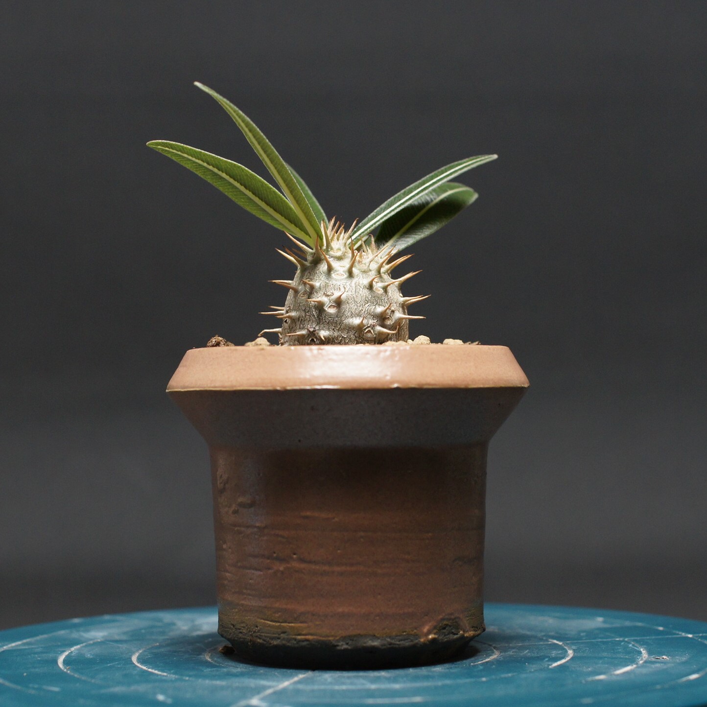 楽天市場】多肉植物 caパキポディウム グラキリス ベアルート株 1009