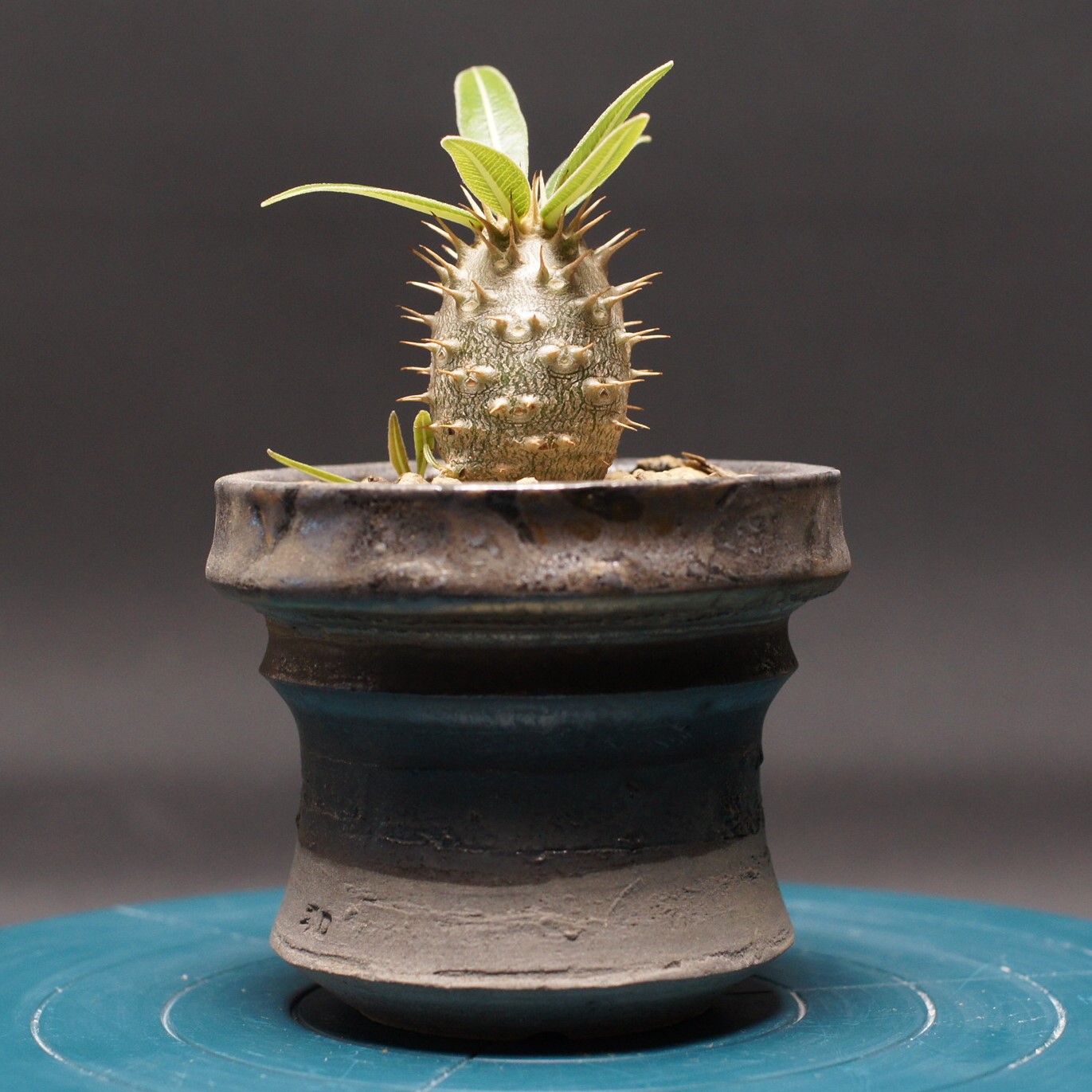 ベアルート株 #19 パキポディウム グラキリス Pachypodium gracilius 象牙宮 - - コーデックス サンデルシー バロニー ウィンゾリー Yahoo!オークション -「パキポディウム ベアルート」の落札相場・落札価格