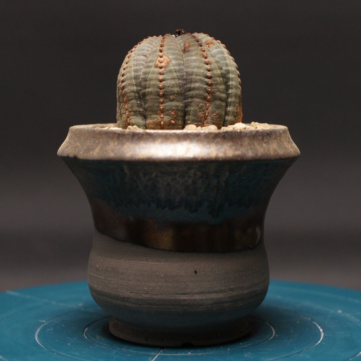 クラビゲラ 発根済 M21 ユーフォルビア 塊根植物 多肉植物 コーデック