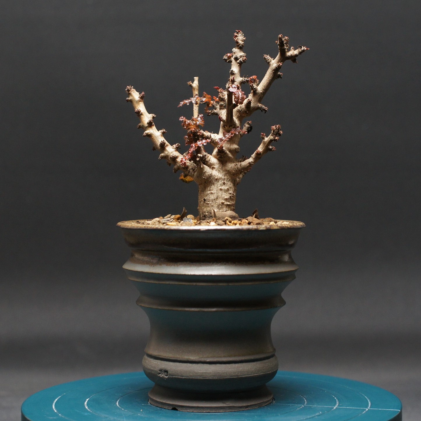 楽天市場】多肉植物 caボスウェリア ナナ 実生 1214-031 多肉植物