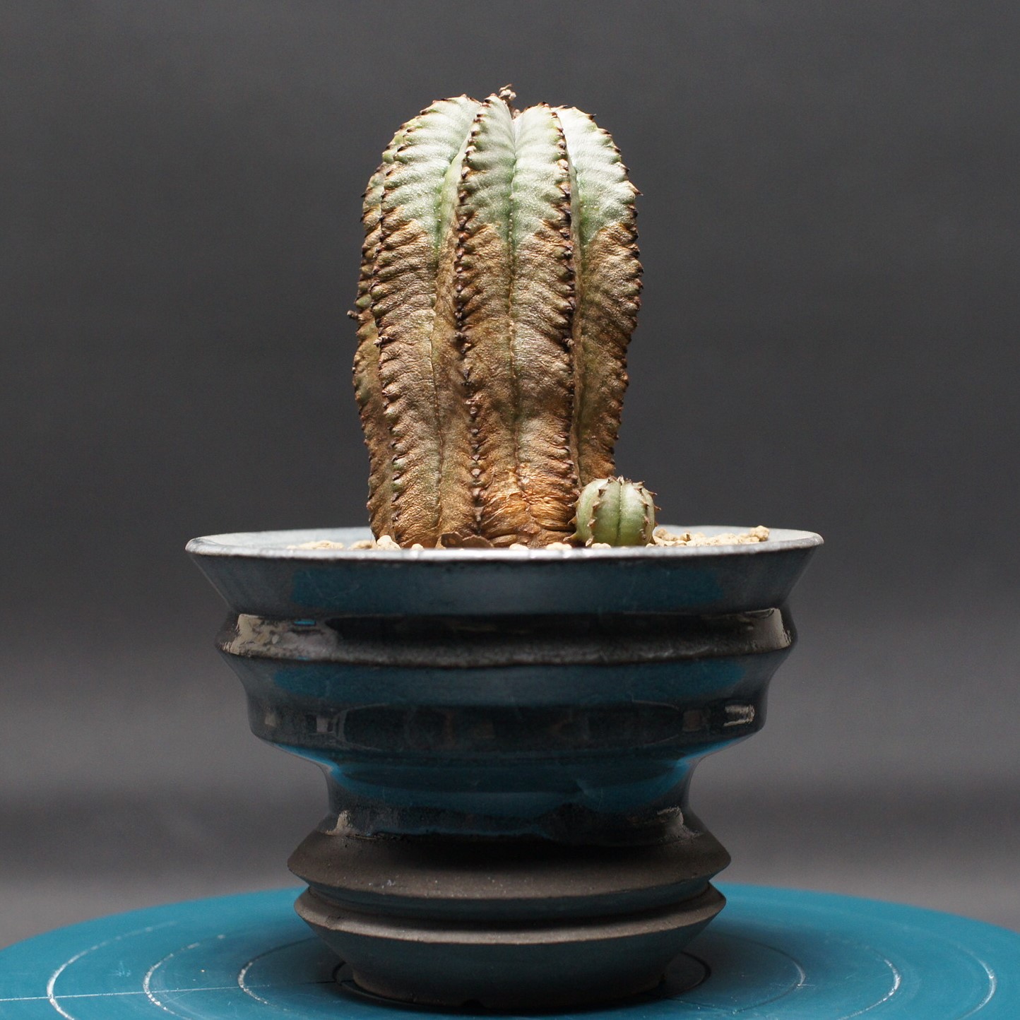 楽天市場】多肉植物 caユーフォルビア スパポダ 3号鉢 0122-044 多肉