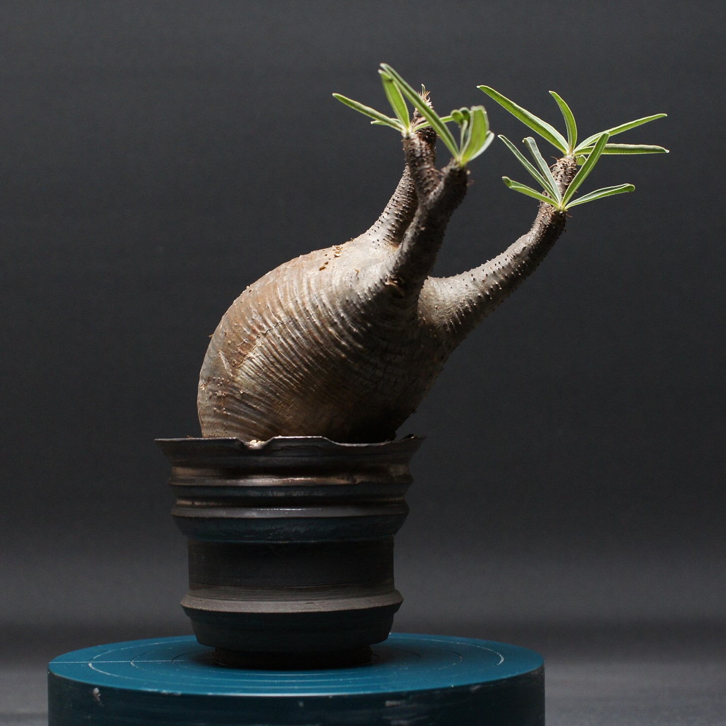 パキポディウムグラキリス ベアルート 発根済 塊根植物 コーデックス