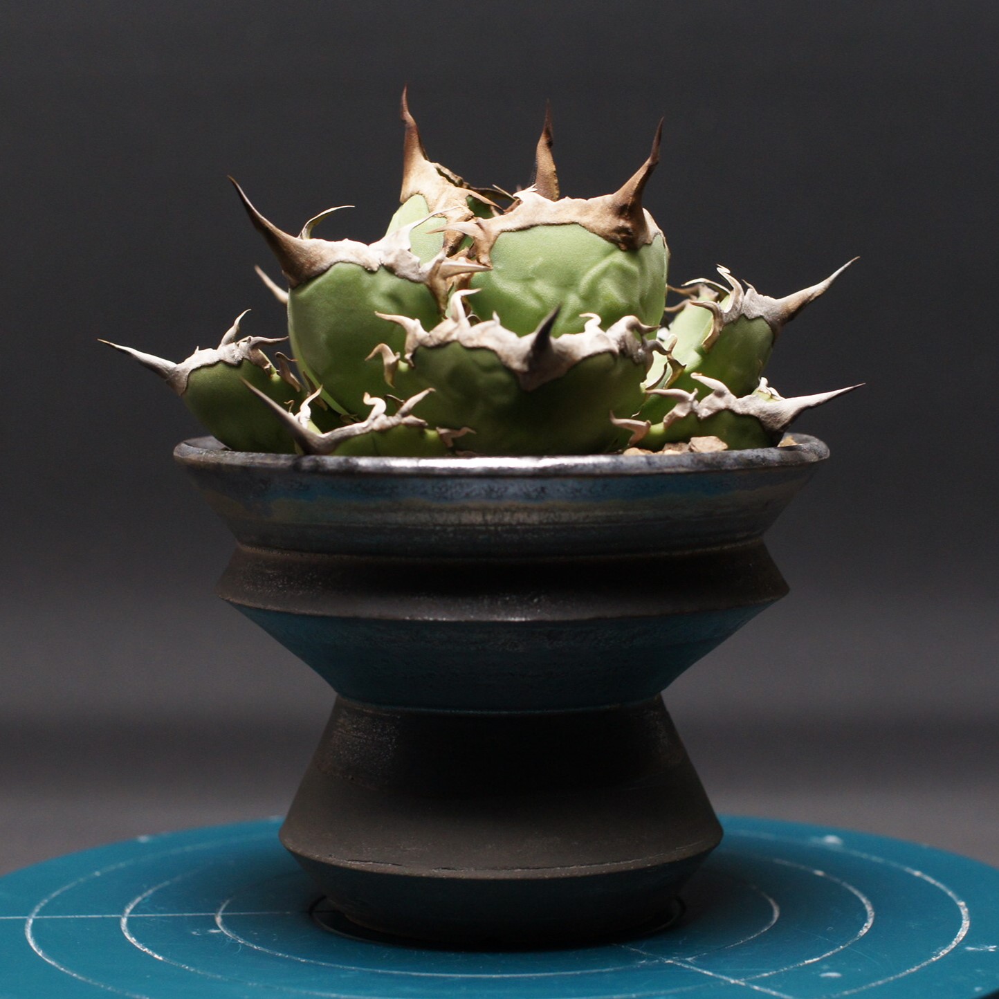 アガベ チタノタパンダ鉢込み高さ40cm横30cm 大きめアガベ インテリア