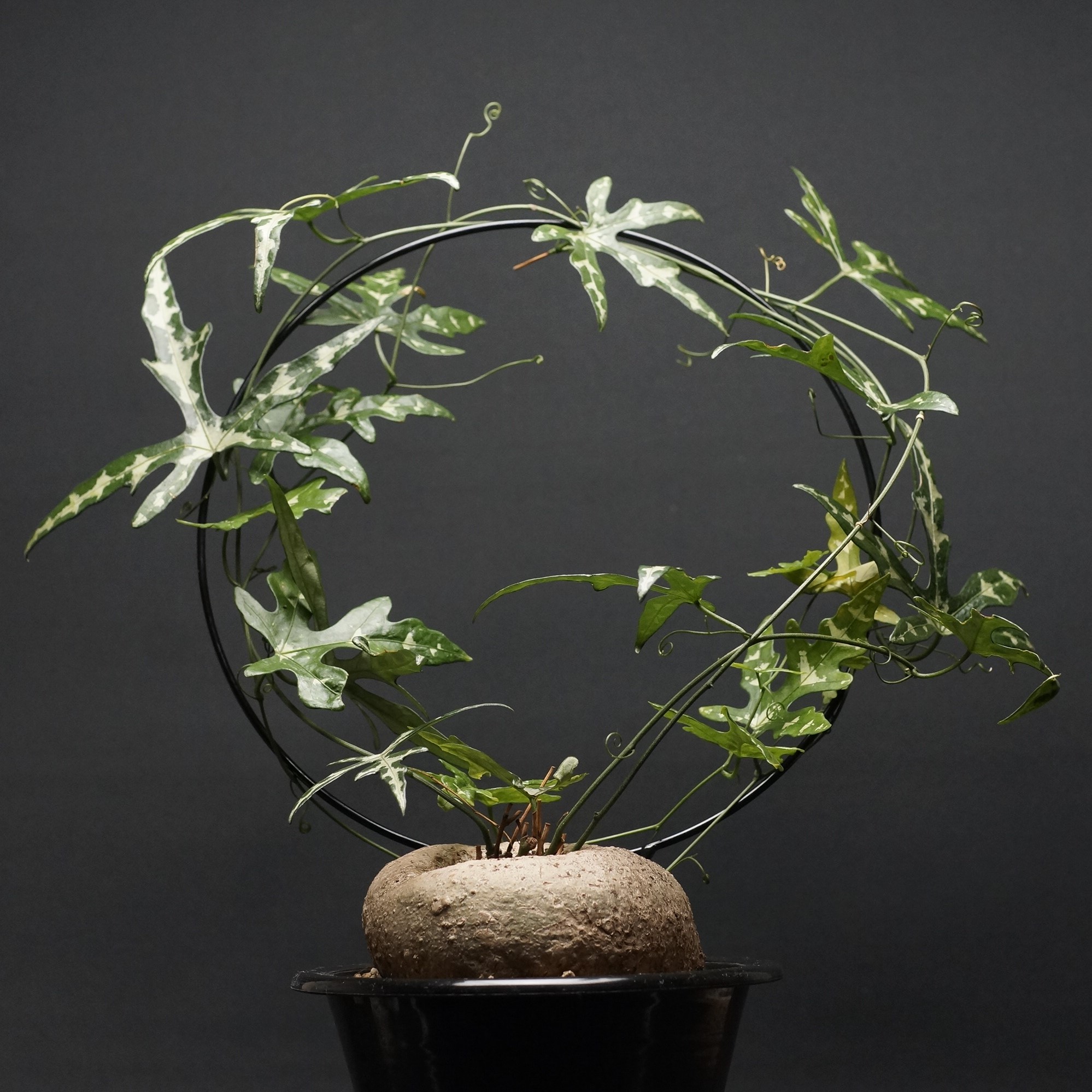 楽天市場】多肉植物 caアデニア ペリエリ 0417-29 多肉植物