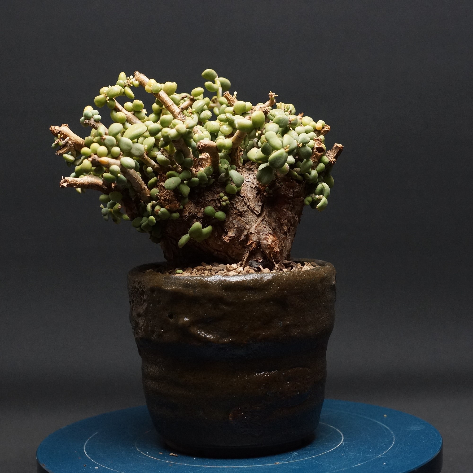 ケラリア ピグマエア "Ceraria pygmaea" 管理2759 観葉植物 室内 贈り物 プレゼント インテリア おしゃれ コーデックス coudex 多肉植物 陶器鉢 ケラリアピグマエア｜ボカープコーデックス　店