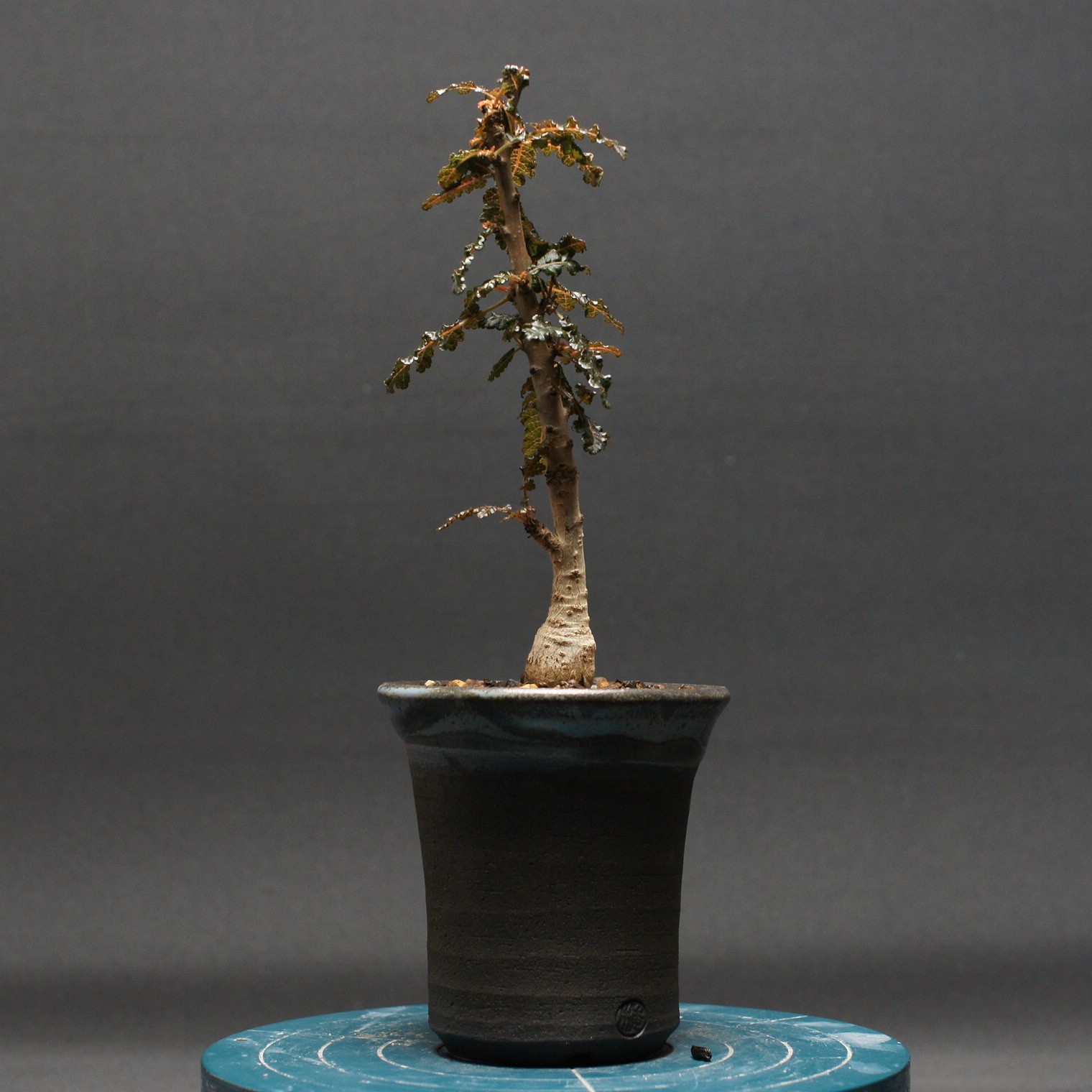 楽天市場】多肉植物 caボスウェリア ナナ 実生 1214-031 多肉植物