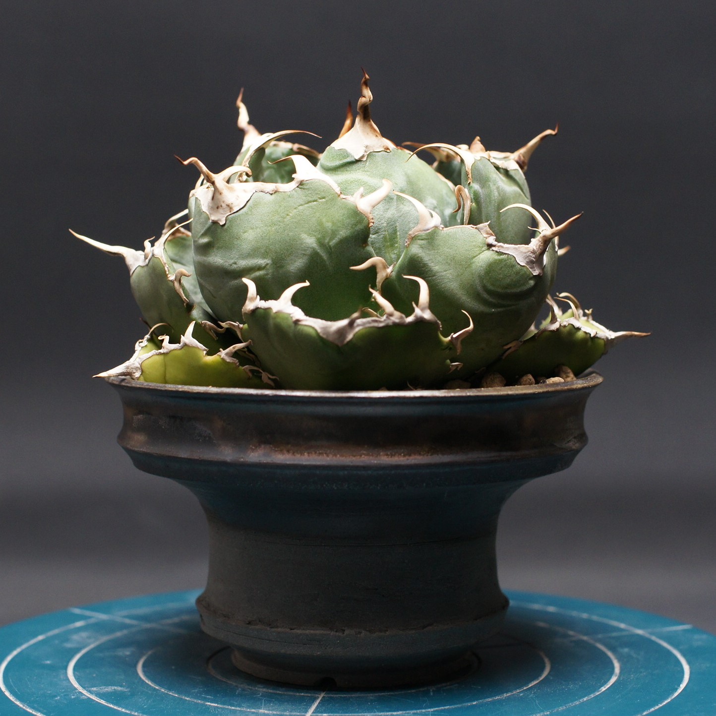 楽天市場】観葉植物 多肉植物 アガベ アングスティフォリア マルギナタ