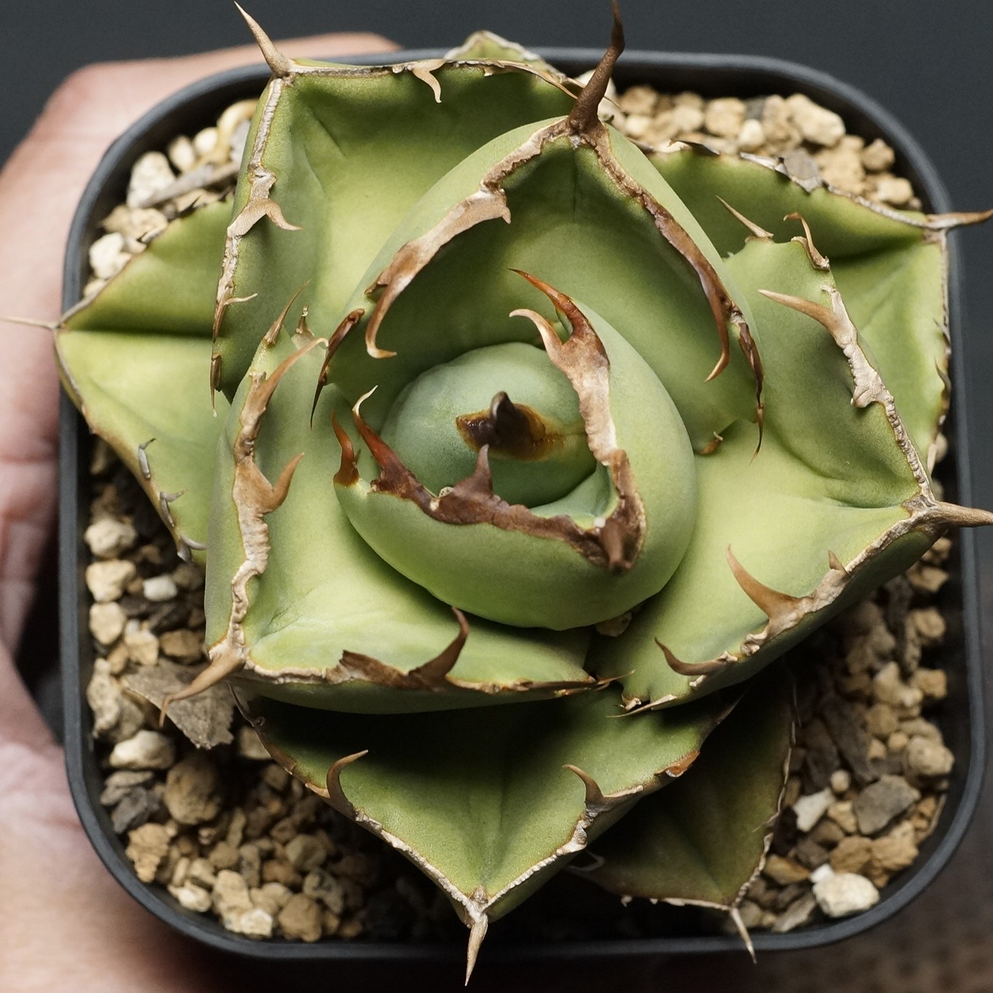 楽天市場】斑入り！現品◇アガベ・チタノタ ジャガーノート錦