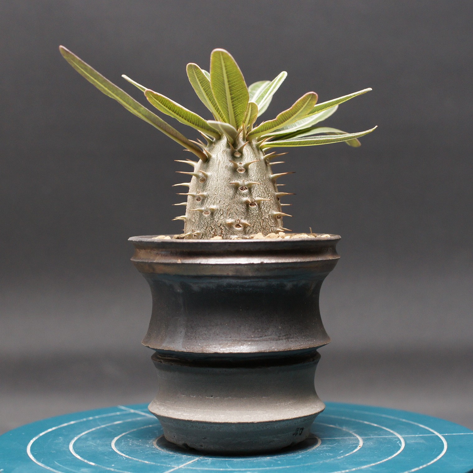 楽天市場】多肉植物 caパキポディウム グラキリス ベアルート株 1009