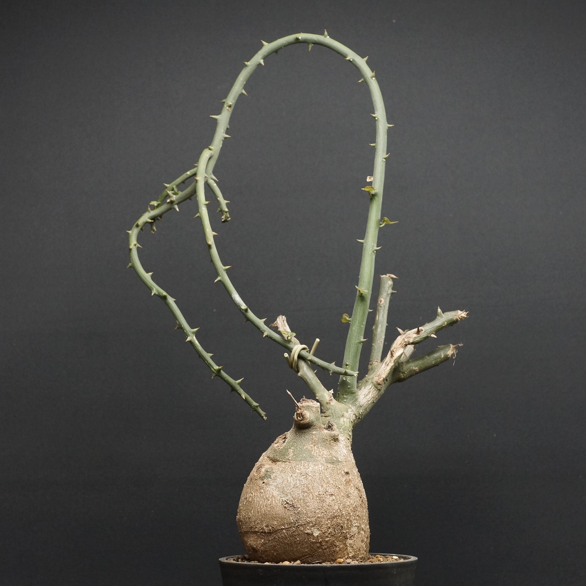 【希少】アデニア☆ステノダクチラ アデニア・ステノダクチラ（Adenia stenodactyla）の育て方