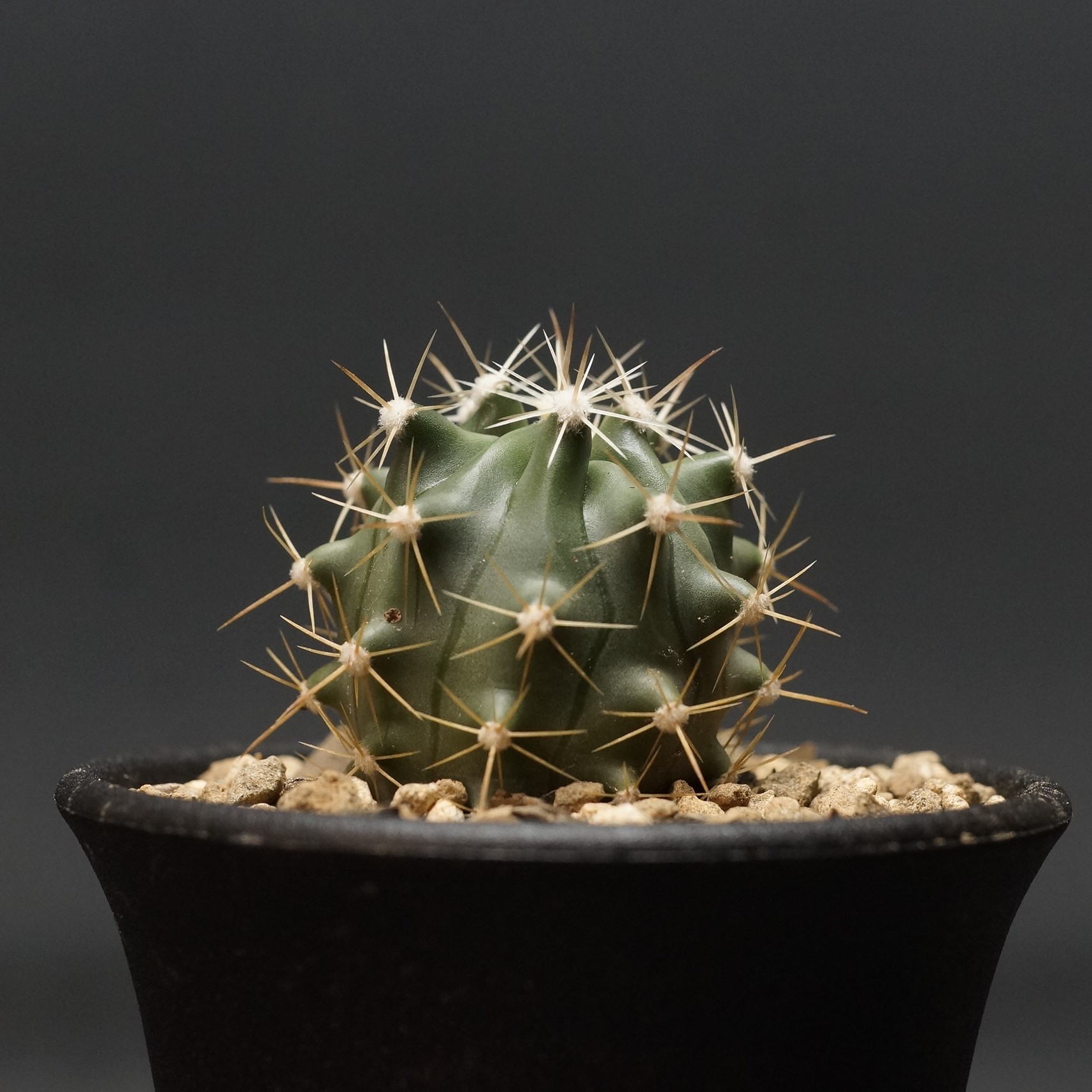 プテロディスクス マカチニエンシス　塊根植物　発根済み　輸入実生株 楽天市場】多肉植物 caプテロディスクス マカチニエンシス