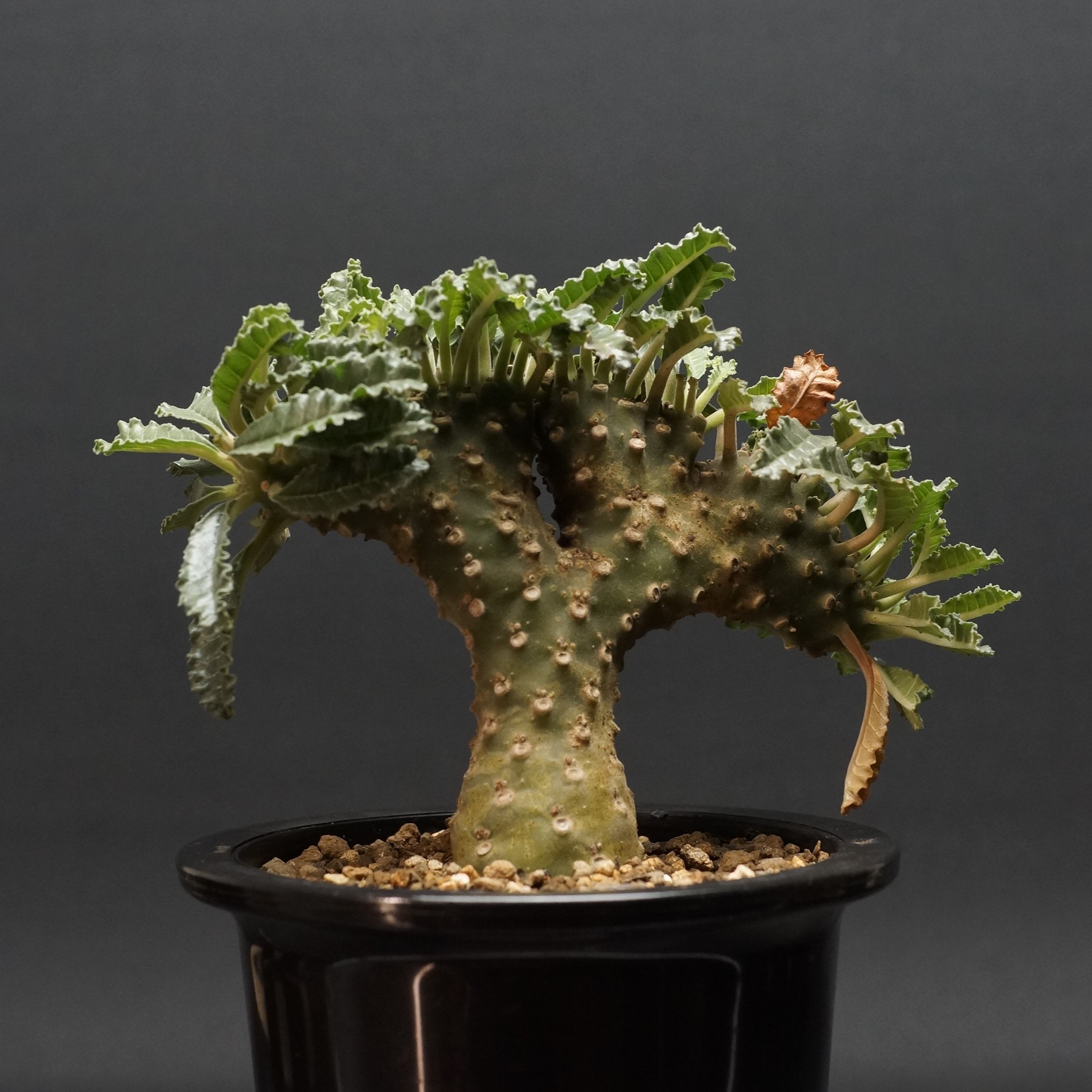 【実生／管理良好】ドルステニア　ラブラニー（塊根植物）ODDROOTS管理株 ドルステニア：ラブラニー（多頭） 4号23-01 の通販 | 園芸ネット