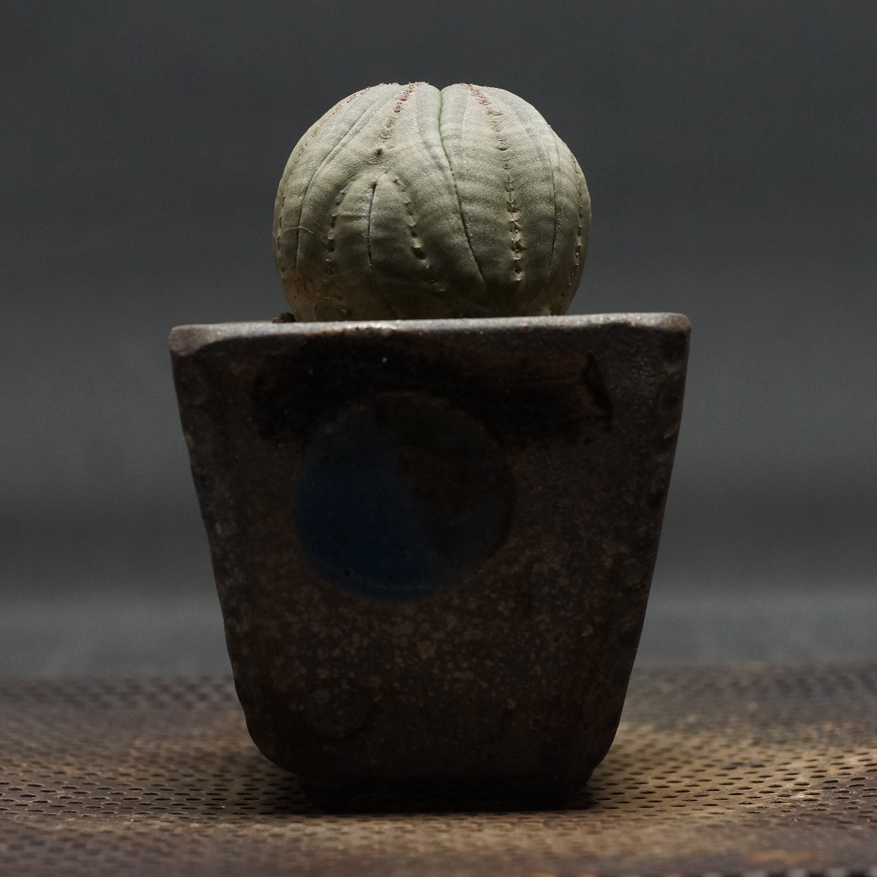 楽天市場】多肉植物：ユーフォルビア バリダ＆子吹き