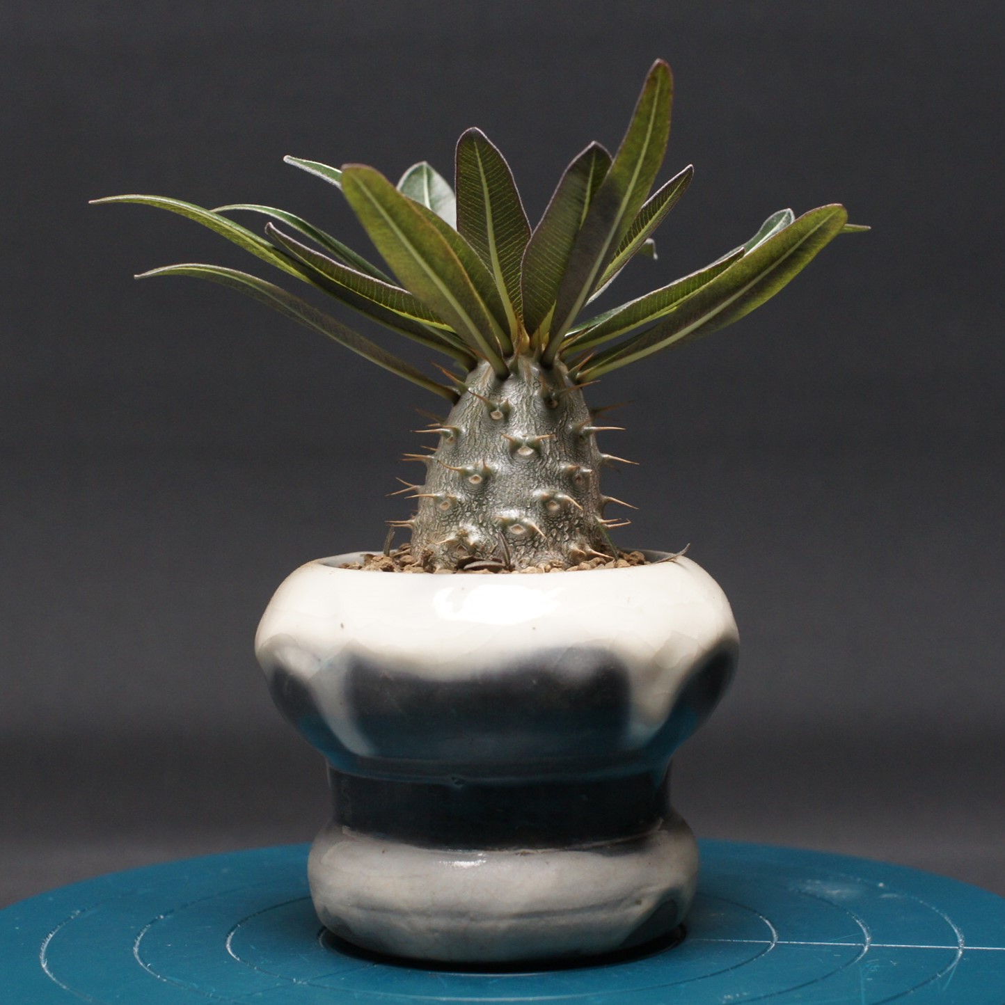 楽天市場】多肉植物 パキポディウム 実生 おまかせ3個セット