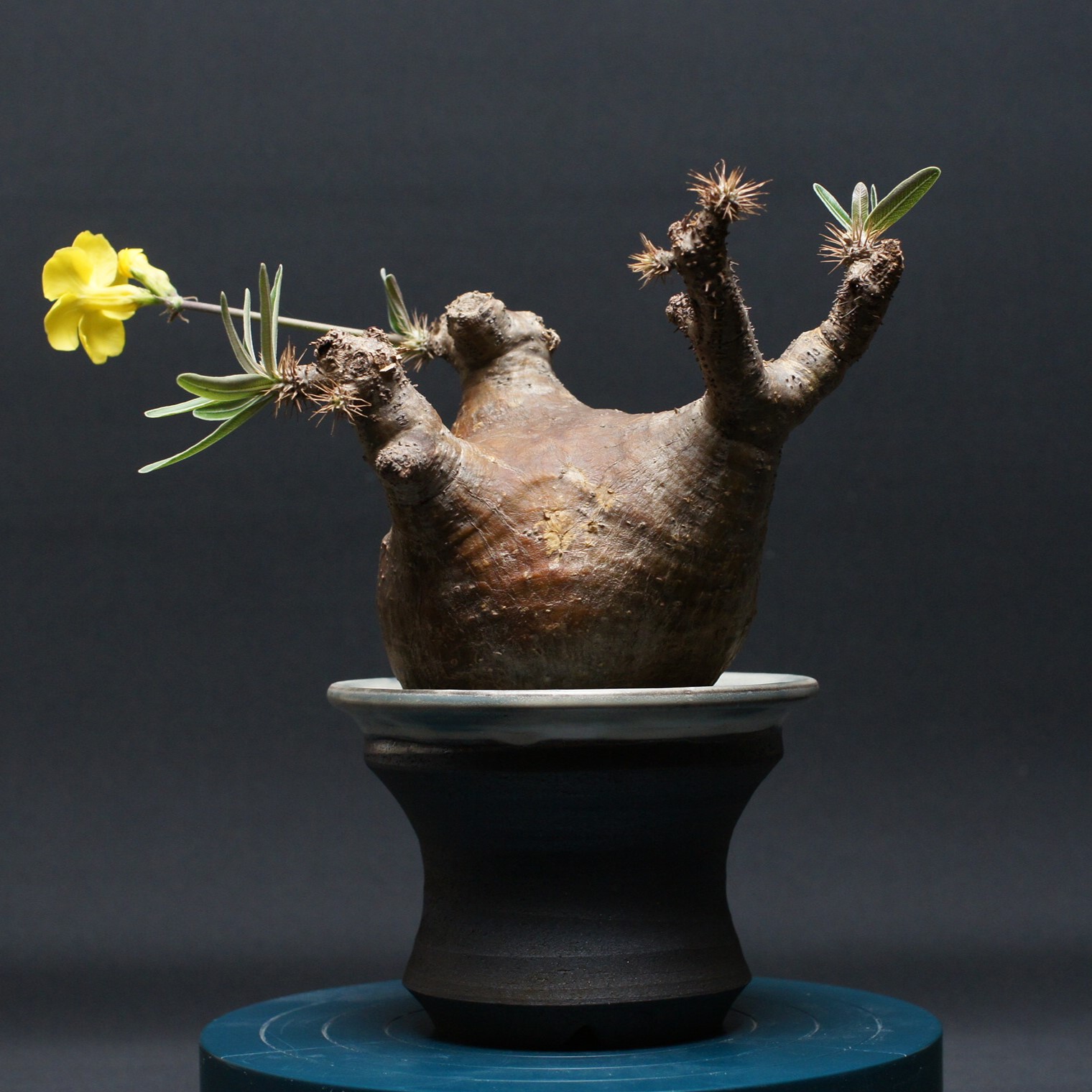 楽天市場】パキポディウム ・ ゲアイー 「多肉植物」 Pachypodium