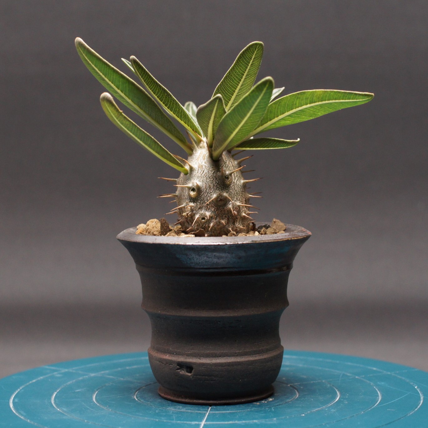 楽天市場】パキポディウム ・ ゲアイー 「多肉植物」 Pachypodium