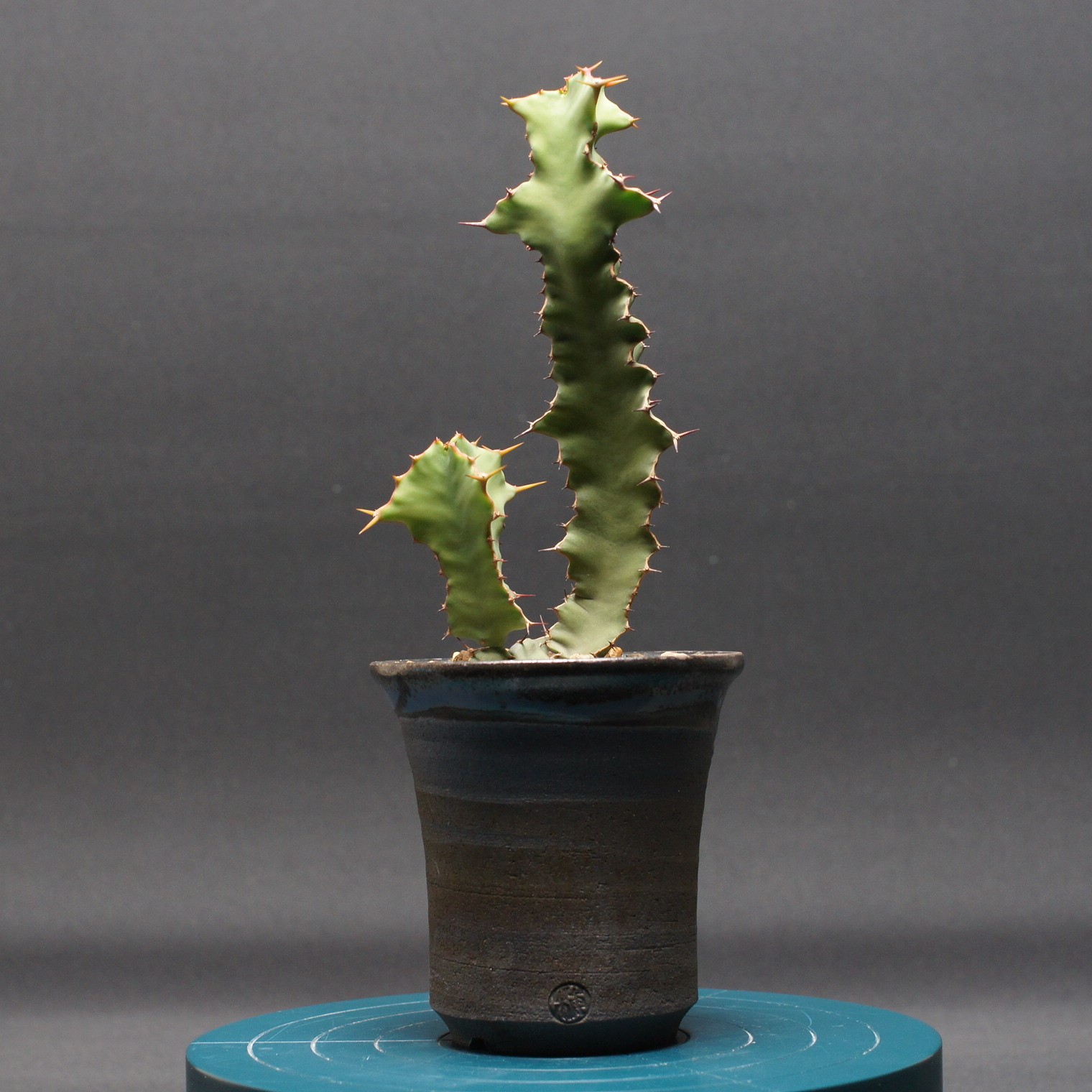 楽天市場】多肉植物 caユーフォルビア クラビゲラ 0224-003 多肉植物