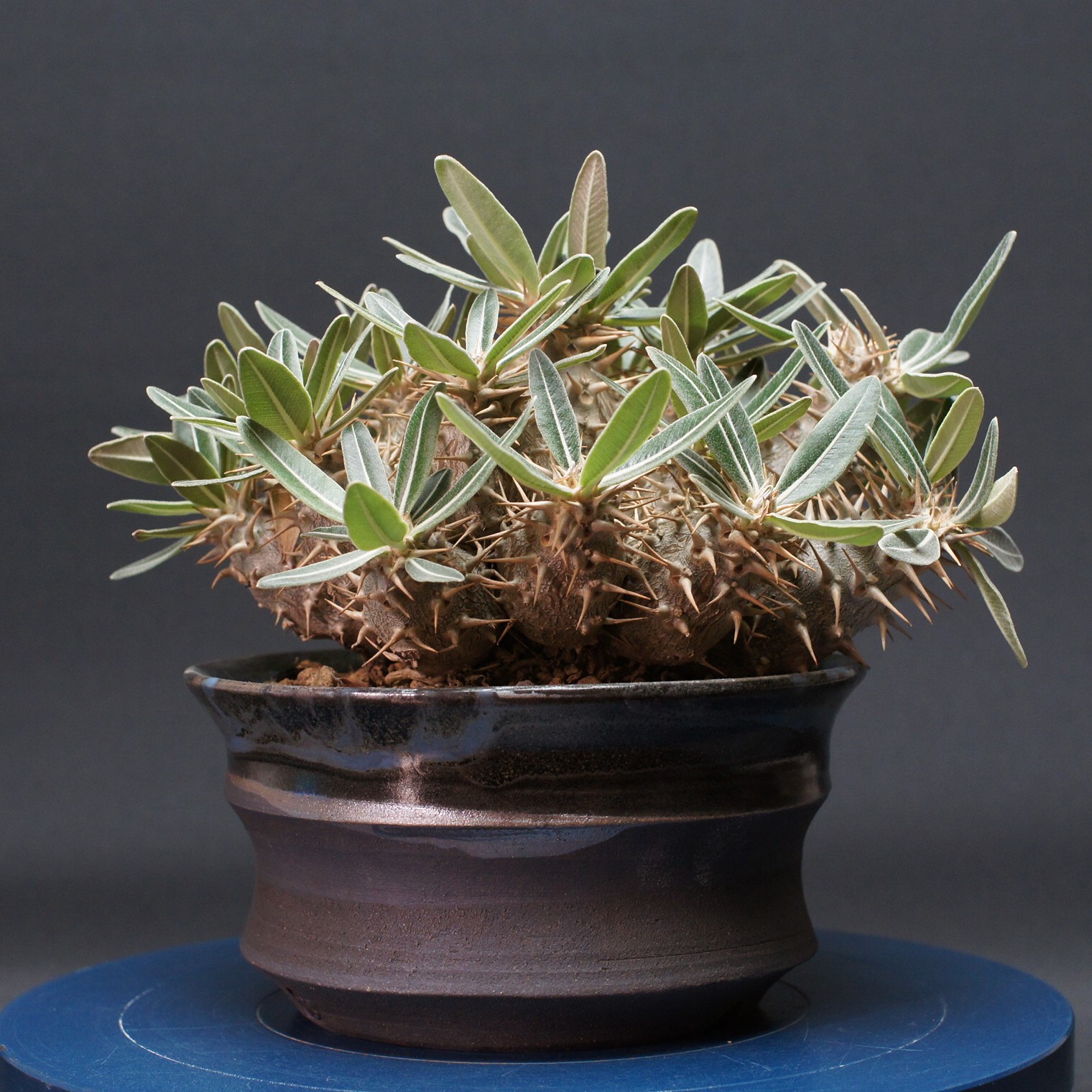 パキポディウム グラキリス \"Pachypodium Gracilius\"" 保護すること2655 観葉草木 室内 差し上げ物 差し上げ物 室内装飾 今めかしい コーデックス coudex 多肉植物 塊根草木 瀬戸もの鉢 パキポディウムグラキリス 国内実生株"