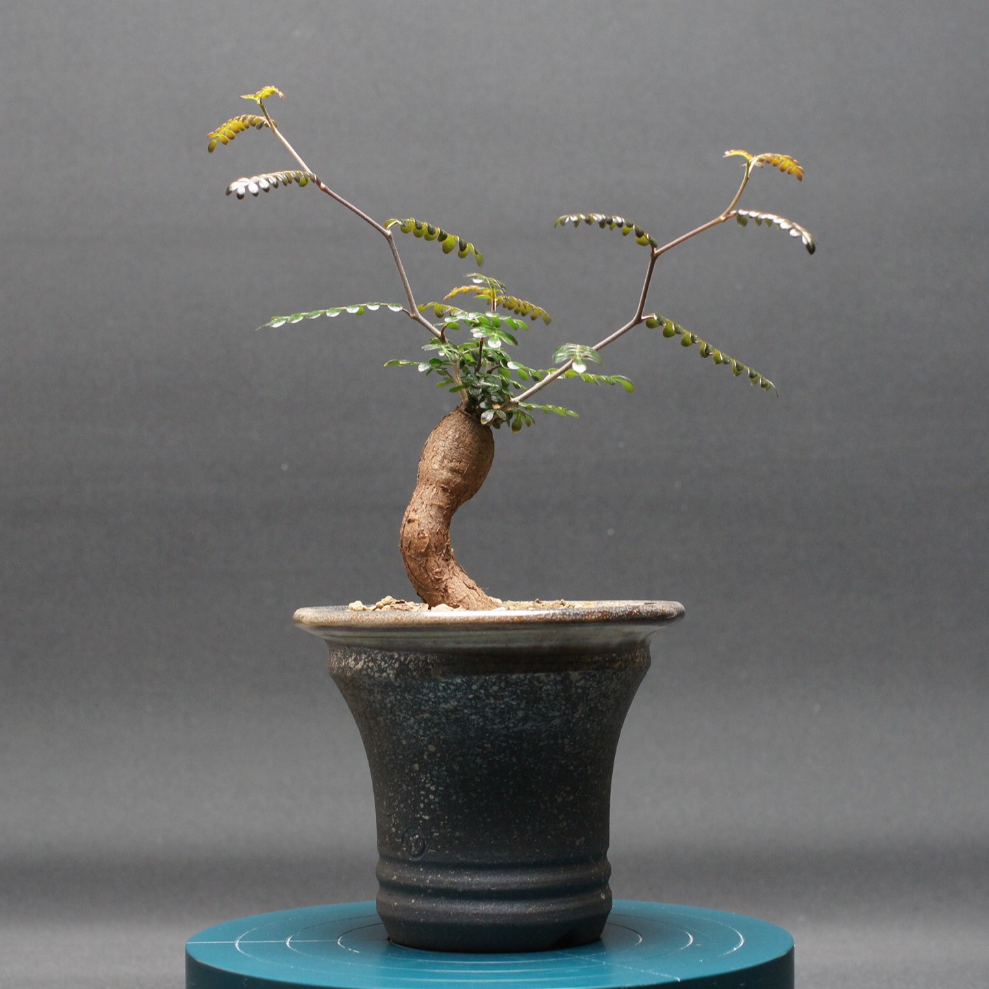 楽天市場】多肉植物 caオペルクリカリア パキプス 現品販売 0822-10