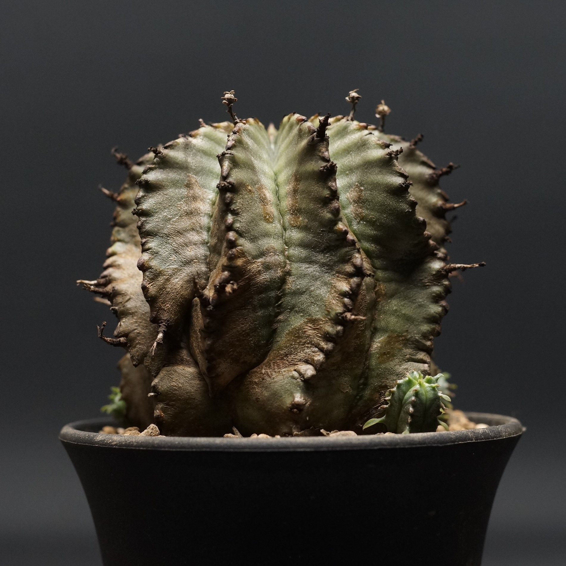 クラビゲラ 発根済 M12 ユーフォルビア 塊根植物 多肉植物 コーデックス 楽天市場】多肉植物 caユーフォルビア クラビゲラ 0224-003 多肉