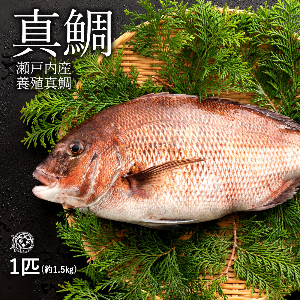 真鯛 「瀬戸内海で育った新鮮な養殖真鯛!そのまま神経締めして新鮮にお届け!約1.5kg(1尾)」 送料無料 [ タイ お刺身 お祝い事 お食い初め 鯛 イベント ]