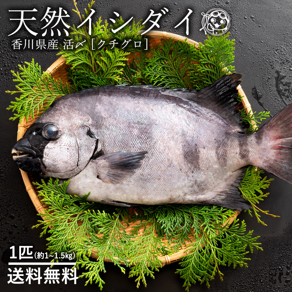 楽天市場 鮮魚 直送 イシダイ 石鯛 生 1尾 約1kg 1 5kg 天然 香川県産 神経抜き 冷蔵 送料無料 鮮魚 クチグロ くちぐろ 口黒 いしだい 白身 魚 刺身 グルメ お取り寄せグルメ ぼくの玉手箱屋ー