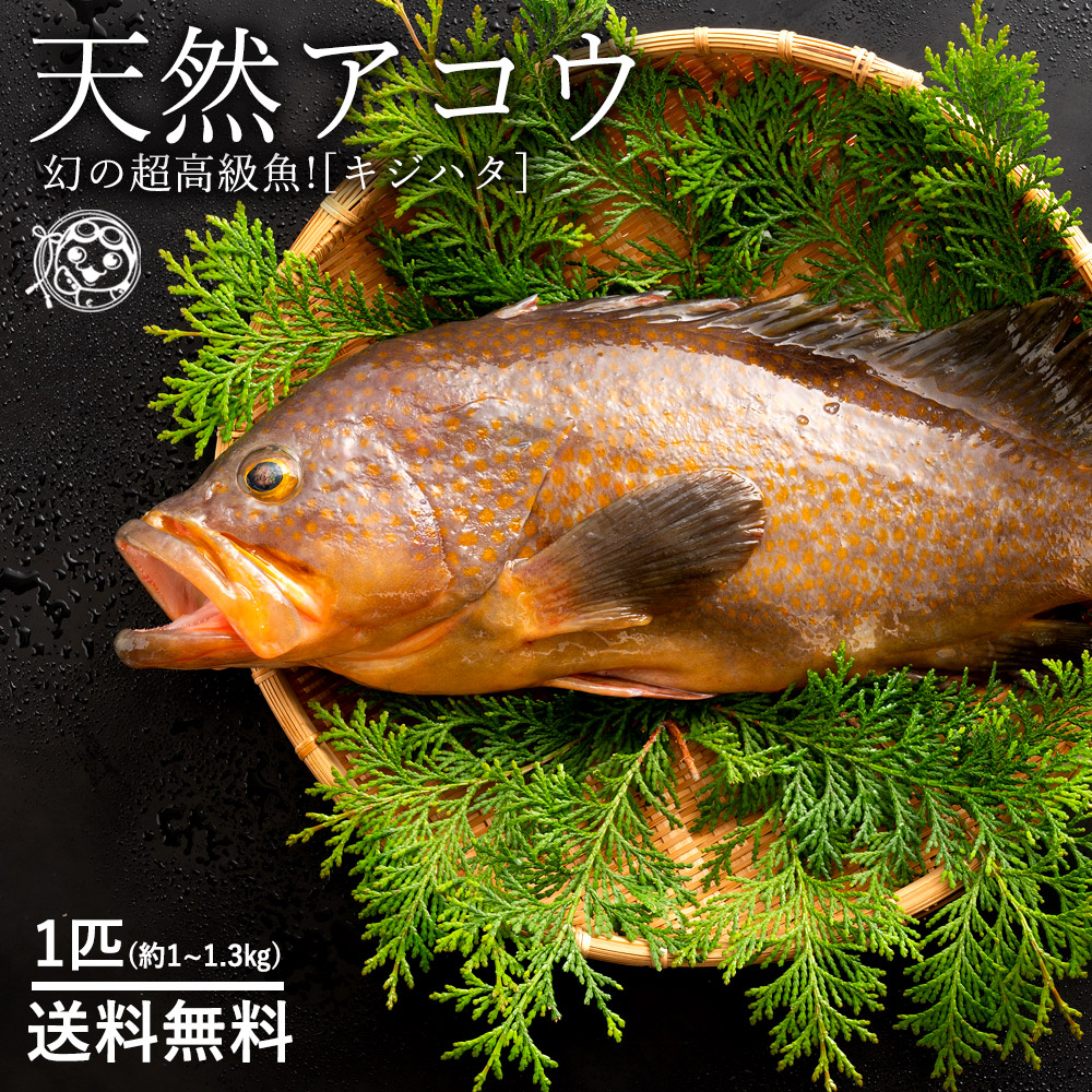 楽天市場 鮮魚 赤魚鯛 アコウダイ 別称 メヌケ メヌキ1匹 2kg 2 5kg前後 築地通販 おいしいなショップ