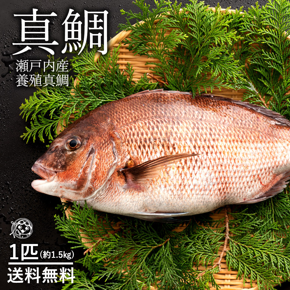 楽天市場 真鯛 タイ 養殖 生 1尾 約1 5kg 神経抜き 冷蔵 香川 愛媛県産 送料無料 鮮魚 たい タイ 白身 魚 刺身 結納 お祝いにも欠かせない お食い初め グルメ ぼくの玉手箱屋ー