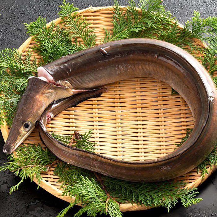 鮮魚 直送 ハモ 生 はも 大 1尾 1kg〜1.5kg 天然 ハモ 香川県産 神経 