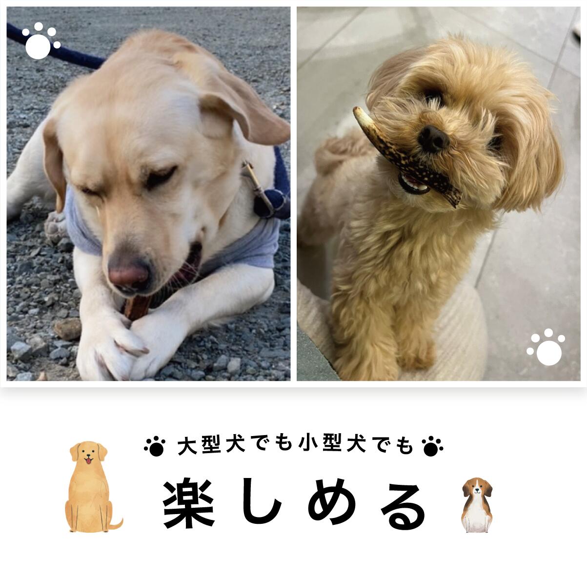 市場 ペットフード研究所 10cm 犬 鹿の角 おもちゃ 国内産 無添加 噛むおもちゃ 小型犬