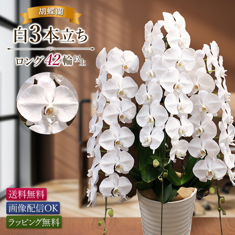 旬のフルーツ×時期のお花