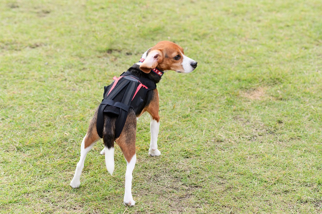 楽天市場 送料無料 Anifull わんコル 犬用 コルセット 歩行補助コルセット 赤色 Mサイズ 中型犬用 椎間板 ヘルニア 事故 骨折 ほねまる