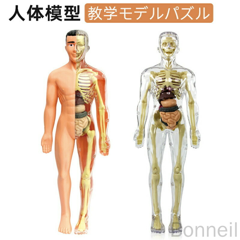 教材用 人体骨格模型 85センチ 書き消しできる Amazon.co.jp: Bonarca 人体模型 骨 【1/2サイズ：85cm】 全身