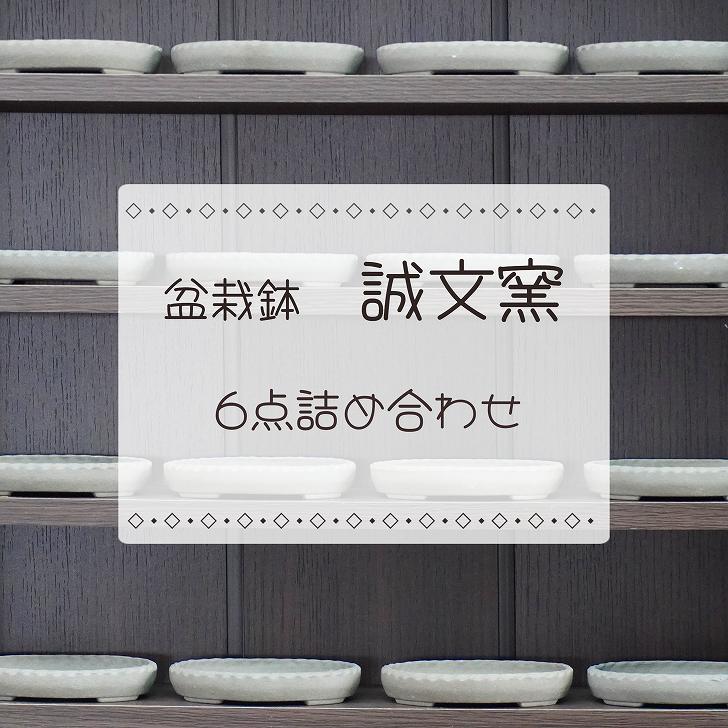 盆栽鉢 誠文窯 6点詰合せ 小型 長辺 約11.3cm 楕円鉢 泥物 数量物 新品 送料無料