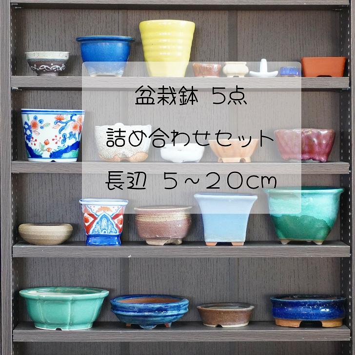 楽天市場】盆栽鉢 誠文窯 10点詰合せ 小型 長辺 約11.3cm 楕円鉢 泥物