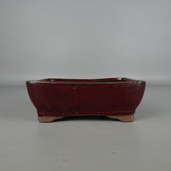 楽天市場】盆栽鉢 烏泥袋式撫角長方鉢 張氏製陶 中国鉢 支那鉢 宜興 新