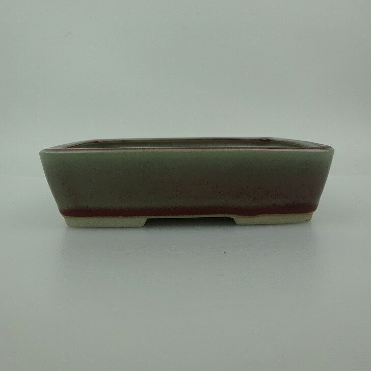 盆栽鉢 青香 小型 長辺 約14.5cm 長方鉢 釉薬 現品 送料無料｜盆栽はニわ 店