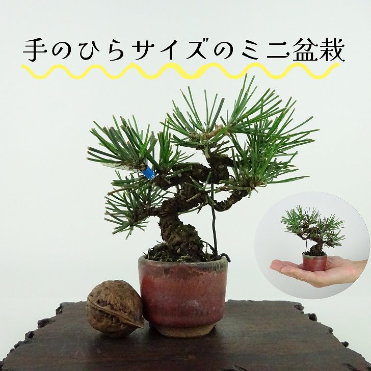 針葉樹の盆栽2点セット The BONSAI 栽培セット 赤松: キャラクター・バラエティ雑貨