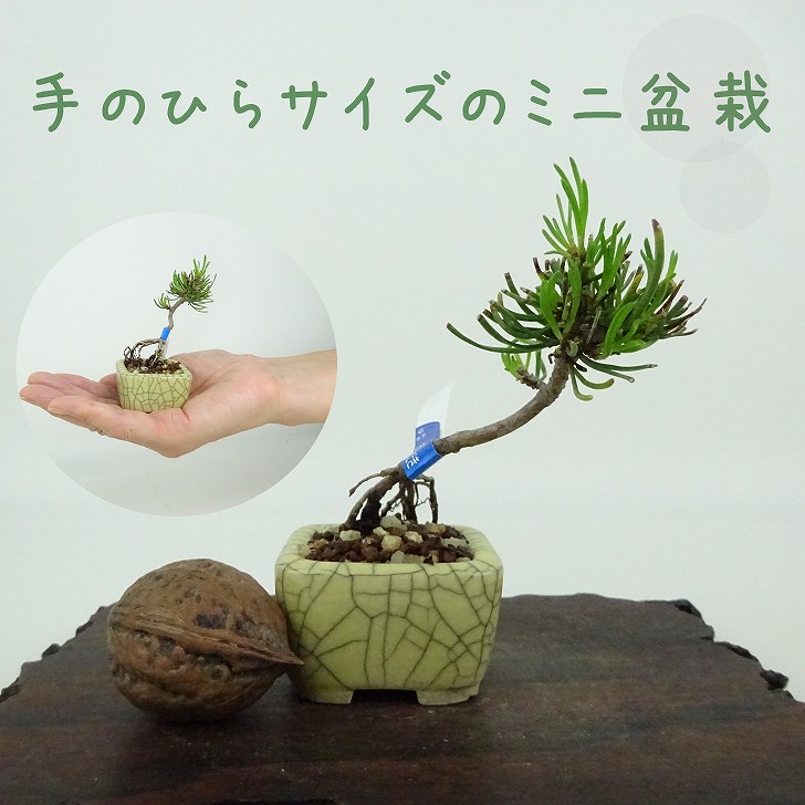 楽天市場】盆栽 松 這松 ミニ盆栽 樹高 約7cm はいまつ Pinus pumila