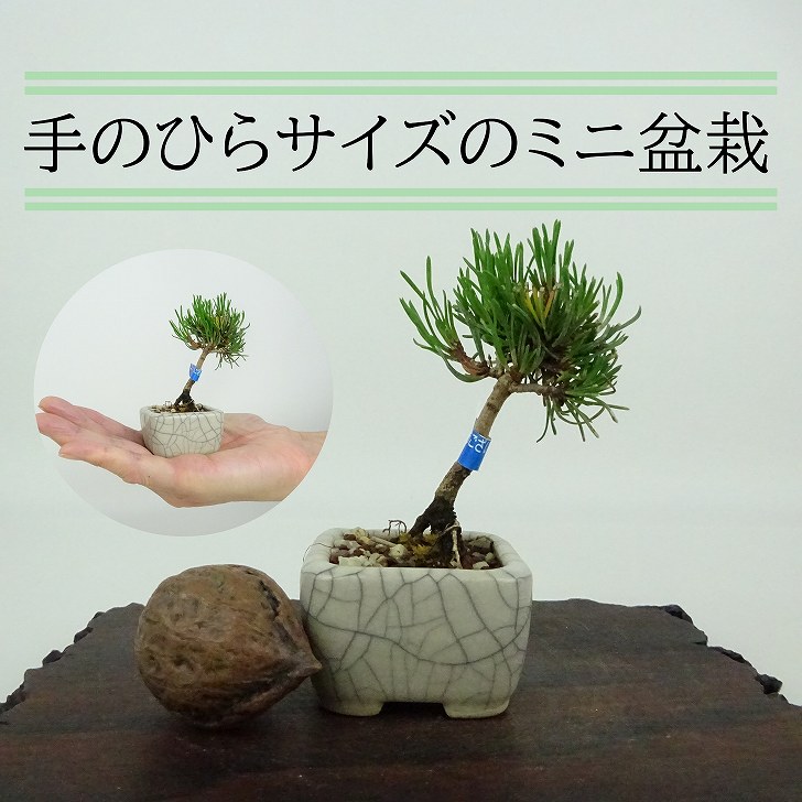 松盆栽ご確認用 xb24022205_1.jpg