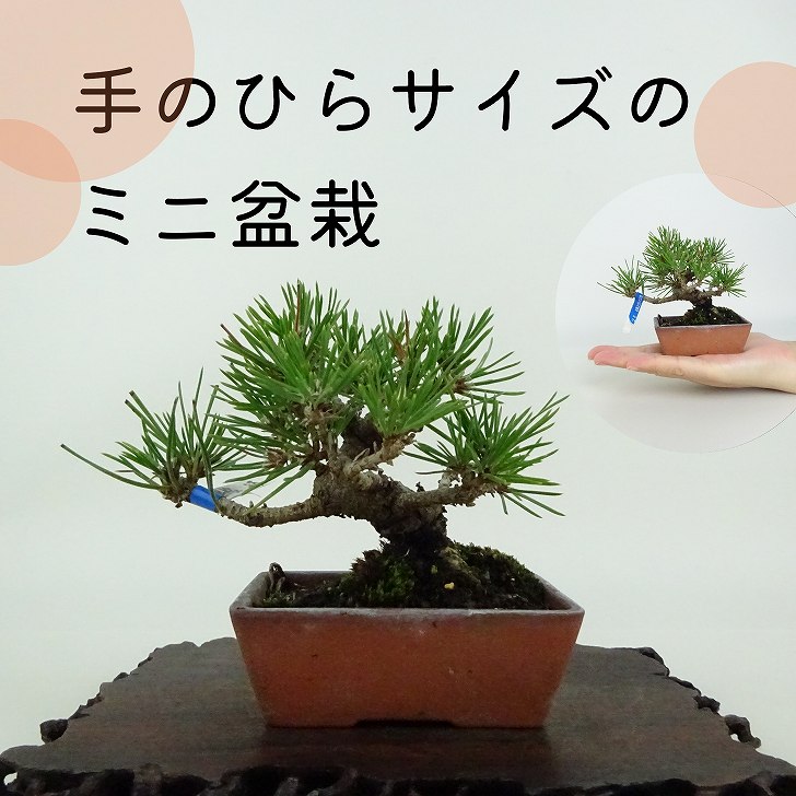 盆栽 松 黒松 ミニ盆栽 樹高 約9cm くろまつ Pinus thunbergii クロマツ マツ科 常緑針葉樹 鑑賞用 観賞用 小品 現品｜盆栽はニわ 店