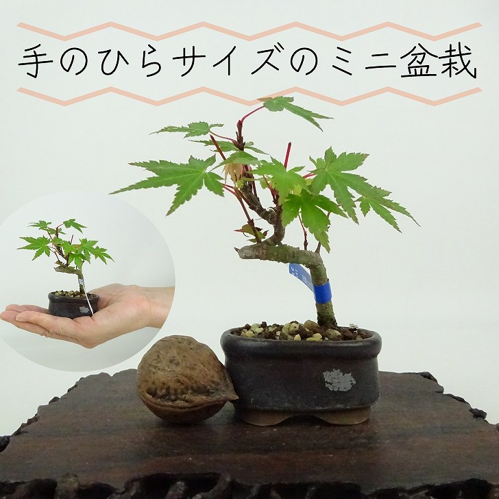 天山×花扇コラボ ミニ盆栽鉢【直径2.8cm×高さ2.6cm】 レア】天山×花扇コラボ ミニ盆栽鉢