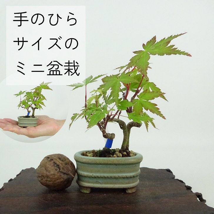 楽天市場】盆栽 紅葉 ミニ盆栽 樹高 約9cm もみじ Acer palmatum