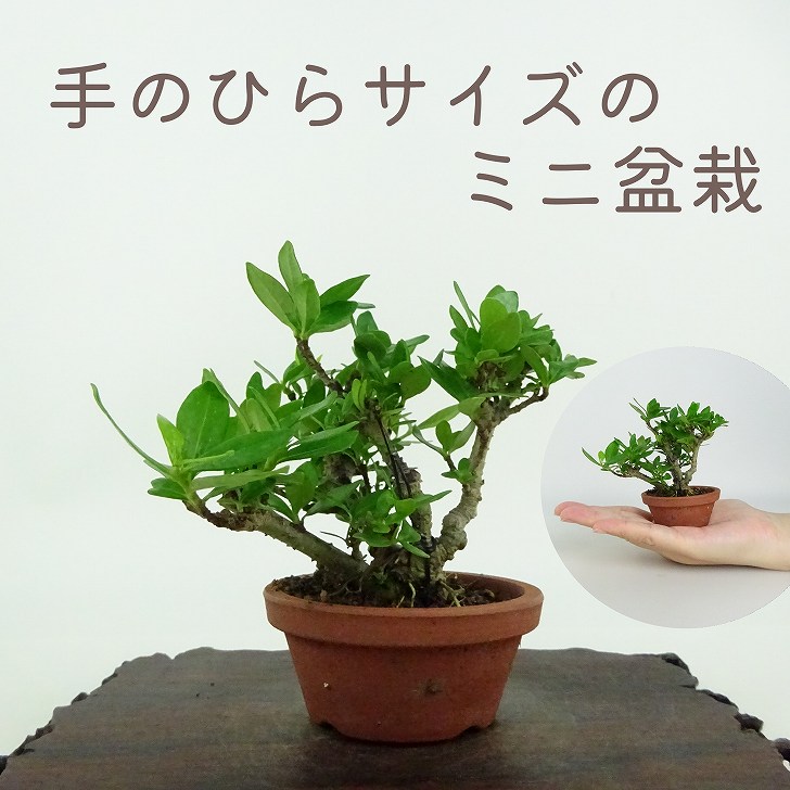 クチナシ小品盆栽 楽天市場】クチナシ - 清誉 - 小品盆栽【いよじ園 伊予路園