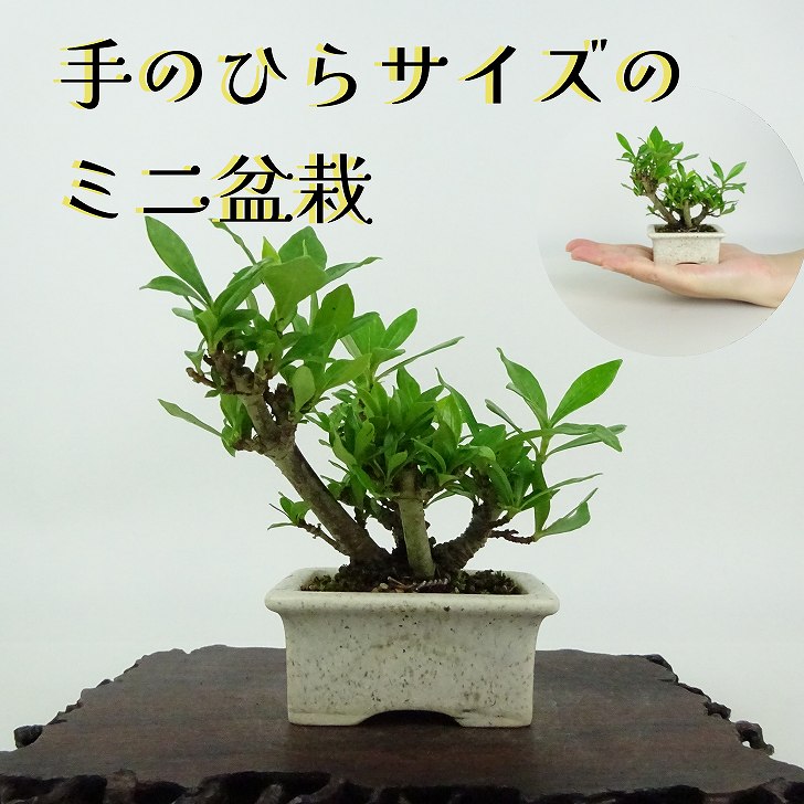 楽天市場】盆栽 くちなし 挿し木13年生 クチナシ 梔子 花物盆栽 実物