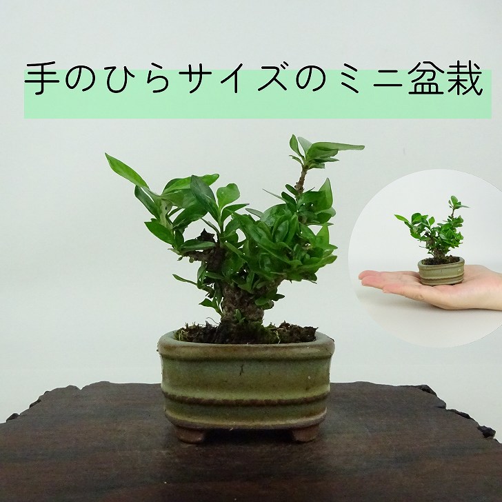 楽天市場】盆栽 くちなし 挿し木13年生 クチナシ 梔子 花物盆栽 実物